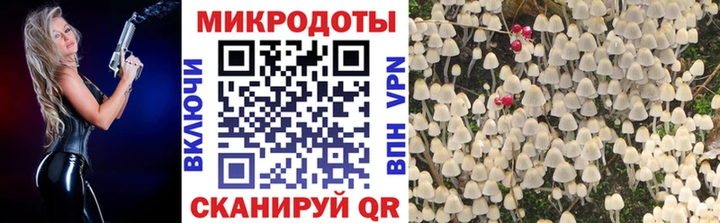Купить закладки Болохово Галлюциногенные грибы Psilocybe